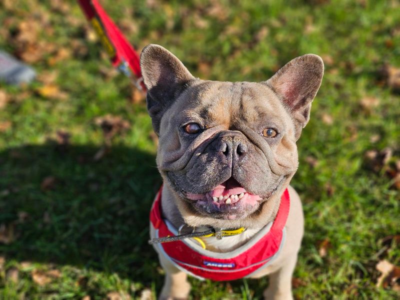 French Bulldog for adoption in Evesham, Worcestershire – 4 years old - Image 2 of 3