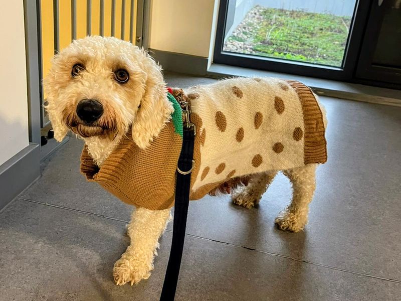 Sue-ffle | Bichon Frise Cross | Cardiff - 1