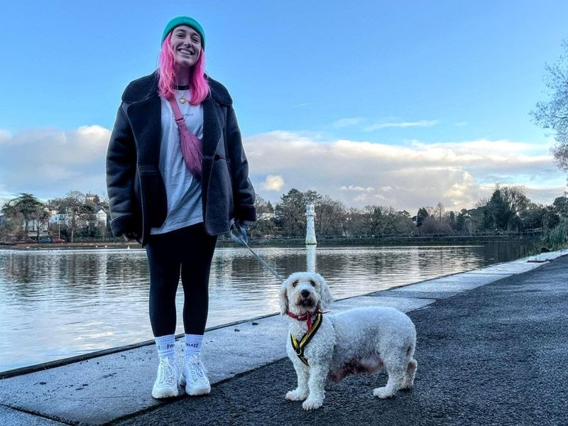 Poodle for adoption in Cardiff – 3 years old - Image 2 of 4