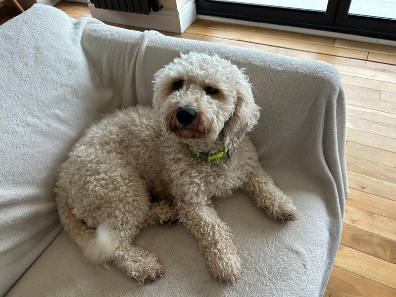 Poodle for adoption in Cardiff – 3 years old - Image 4 of 4