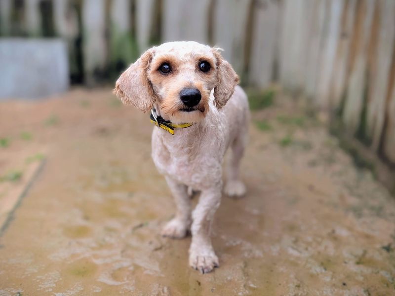 Poodle for adoption in Cardiff, Glamorgan – 1 year old