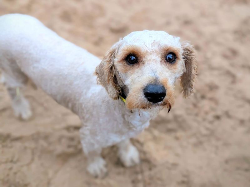 Poodle for adoption in Cardiff, Glamorgan – 1 year old - Image 2 of 2