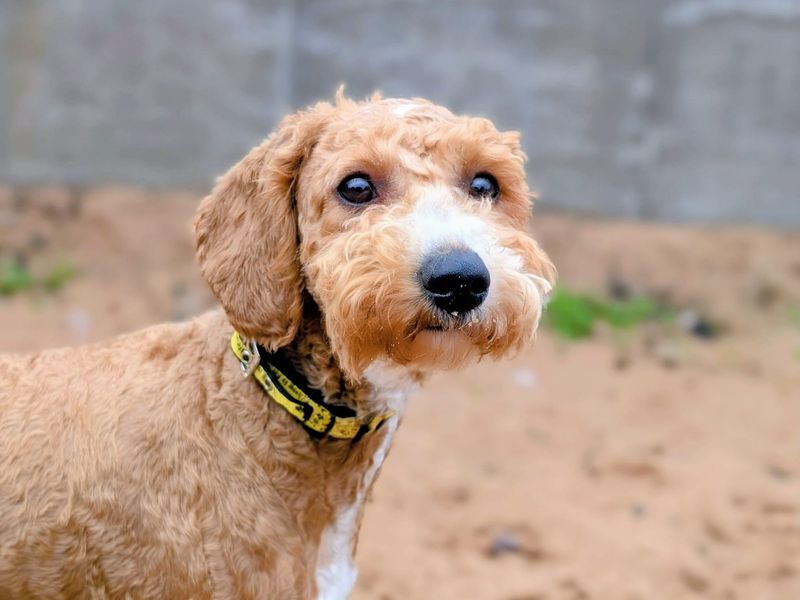 Poodle for adoption in Cardiff, Glamorgan – 6 months old