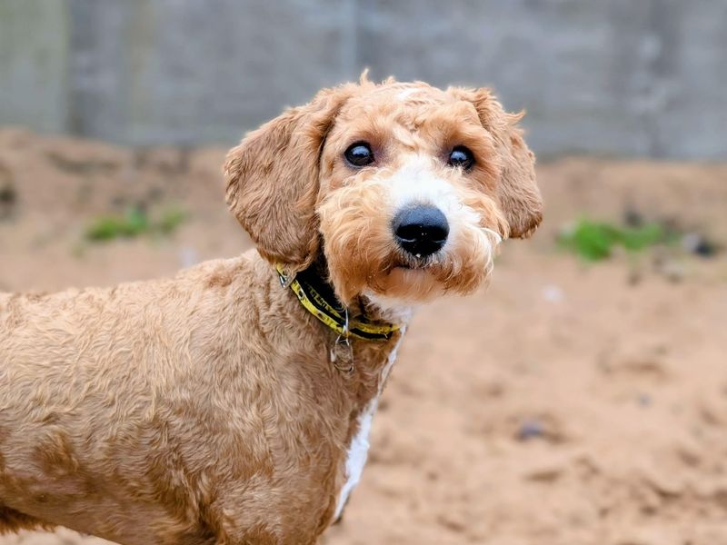 Poodle for adoption in Cardiff, Glamorgan – 6 months old - Image 2 of 3