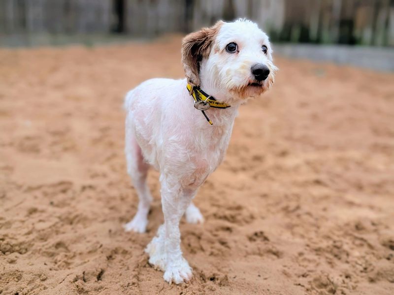 Poodle for adoption in Cardiff, Glamorgan – 3 years old - Image 2 of 2