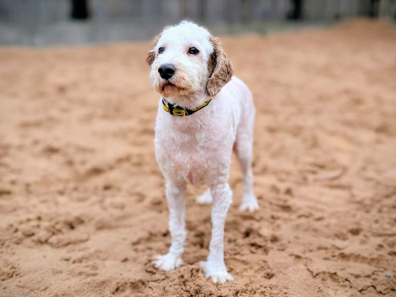 Poodle for adoption in Cardiff, Glamorgan – 3 years old