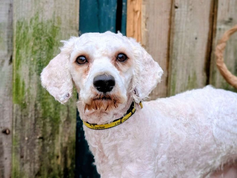 Poodle for adoption in Cardiff, Glamorgan – 2 years old
