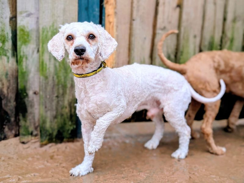 Poodle for adoption in Cardiff, Glamorgan – 2 years old - Image 2 of 2