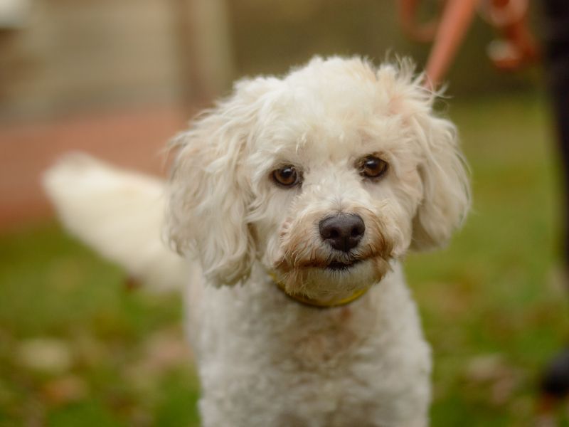 Poodle for adoption in Kenilworth, Warks – 4 years old - Image 3 of 4