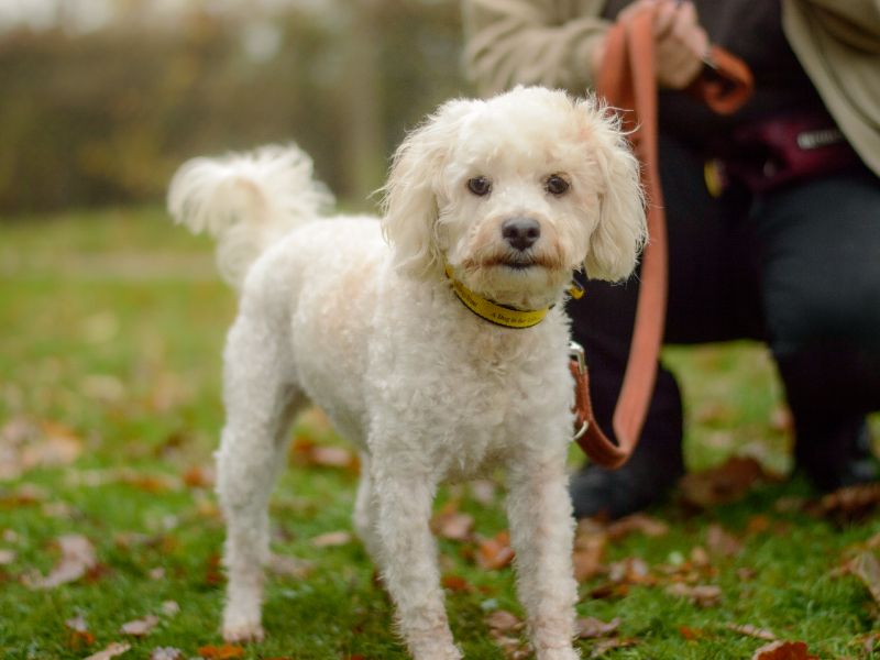Poodle for adoption in Kenilworth, Warks – 4 years old - Image 2 of 4