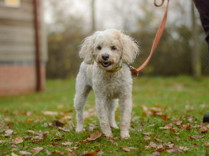 Poodle Dogs And Puppies For Adoption