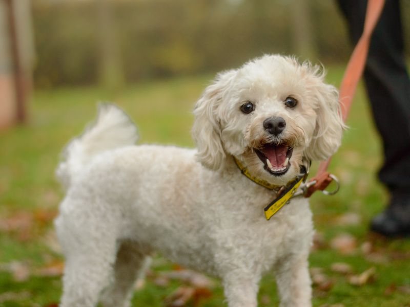 Poodle for adoption in Kenilworth, Warks – 4 years old - Image 4 of 4