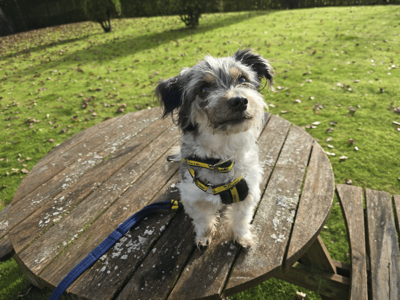 Jack Russell Terrier for adoption in , – 8 years old - Image 3 of 10