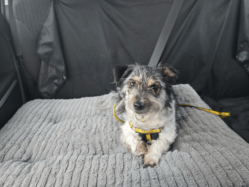 Jack Russell Terrier for adoption in , – 8 years old - Image 6 of 10