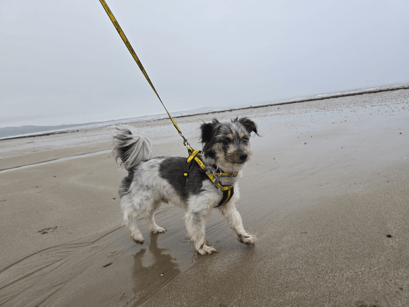 Jack Russell Terrier for adoption in , – 8 years old - Image 5 of 10