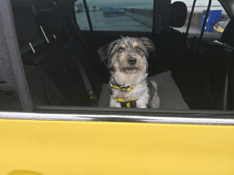 Shih Tzu for adoption in , – 8 years old