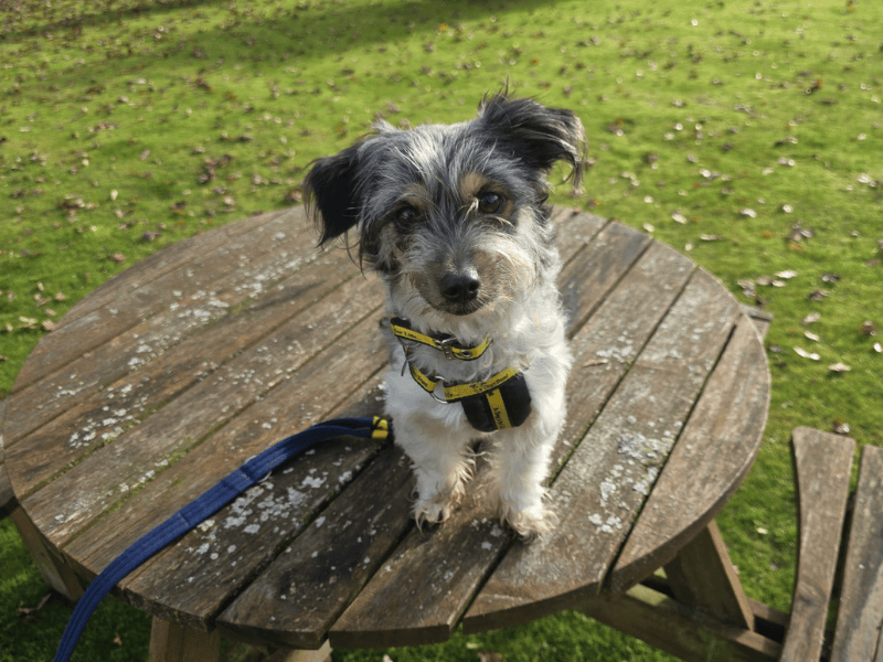 Blu | Terrier (Jack Russell) Cross | Dundee - 1