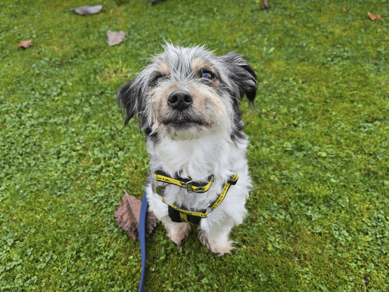 Jack Russell Terrier for adoption in , – 8 years old - Image 4 of 10