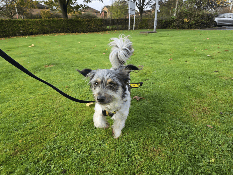 Jack Russell Terrier for adoption in , – 8 years old - Image 8 of 10