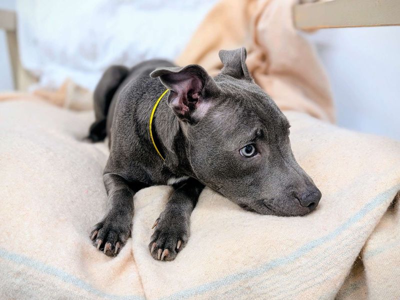 Staffordshire Bull Terrier for adoption in Cardiff, Glamorgan – 6 months old