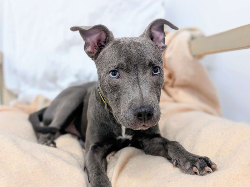 Staffordshire Bull Terrier for adoption in Cardiff / Caerdydd, South Glamorgan – 8 months old - Image 4 of 7