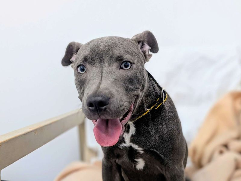 Staffordshire Bull Terrier for adoption in Cardiff / Caerdydd, South Glamorgan – 8 months old - Image 7 of 7