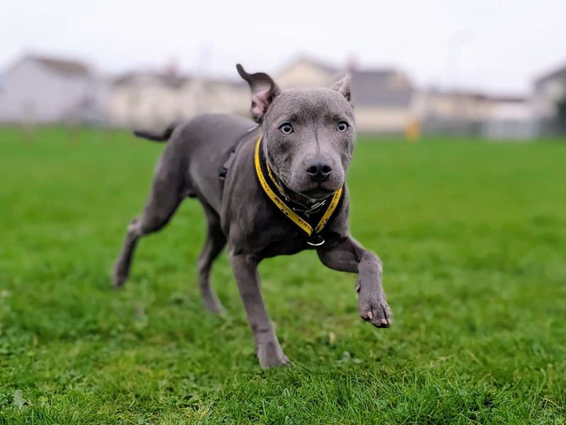 Staffordshire Bull Terrier for adoption in Cardiff / Caerdydd, South Glamorgan – 8 months old - Image 5 of 7