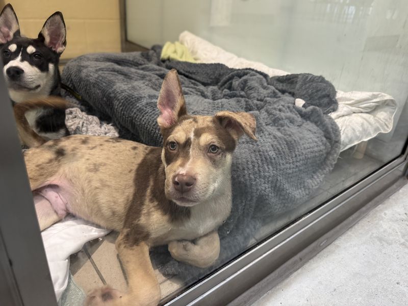 Ocean | Siberian Husky | Basildon (Essex) - 1