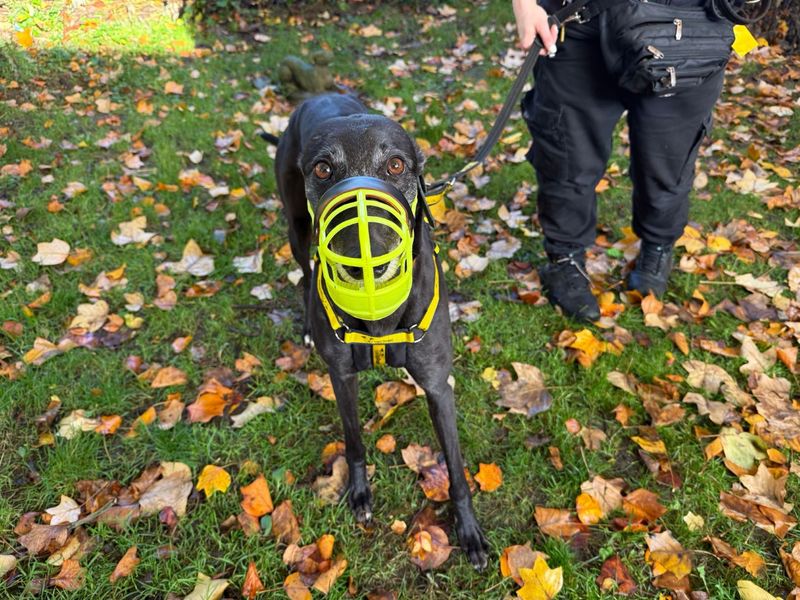 Greyhound for adoption in Glasgow, Scotland – 4 years old - Image 3 of 3