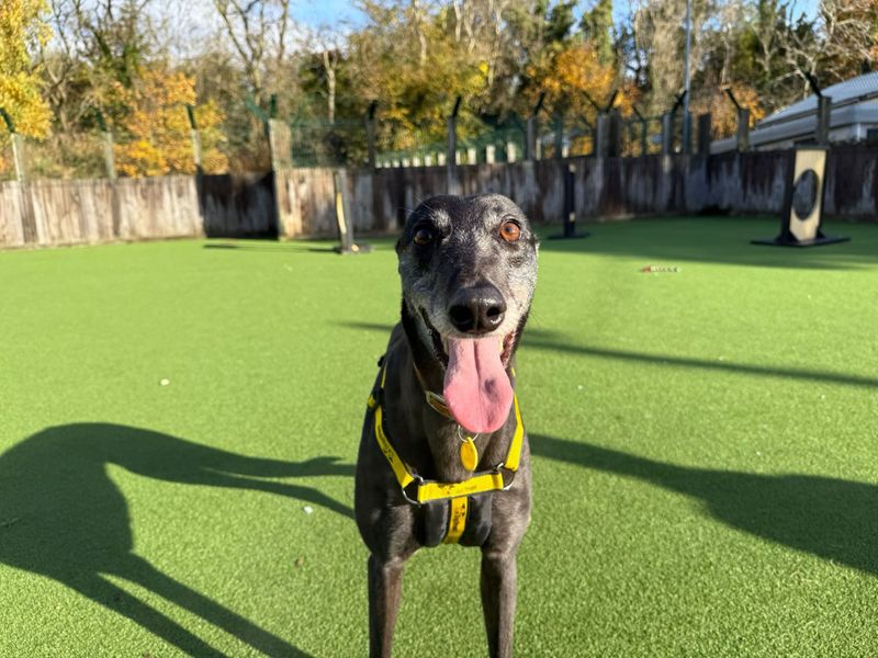 Greyhound for adoption in Glasgow, Scotland – 4 years old - Image 2 of 3