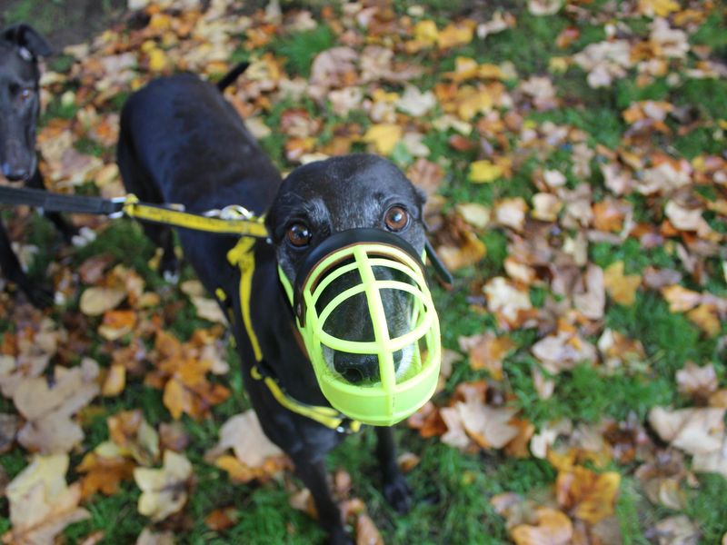 Greyhound for adoption in Glasgow, Scotland – 4 years old