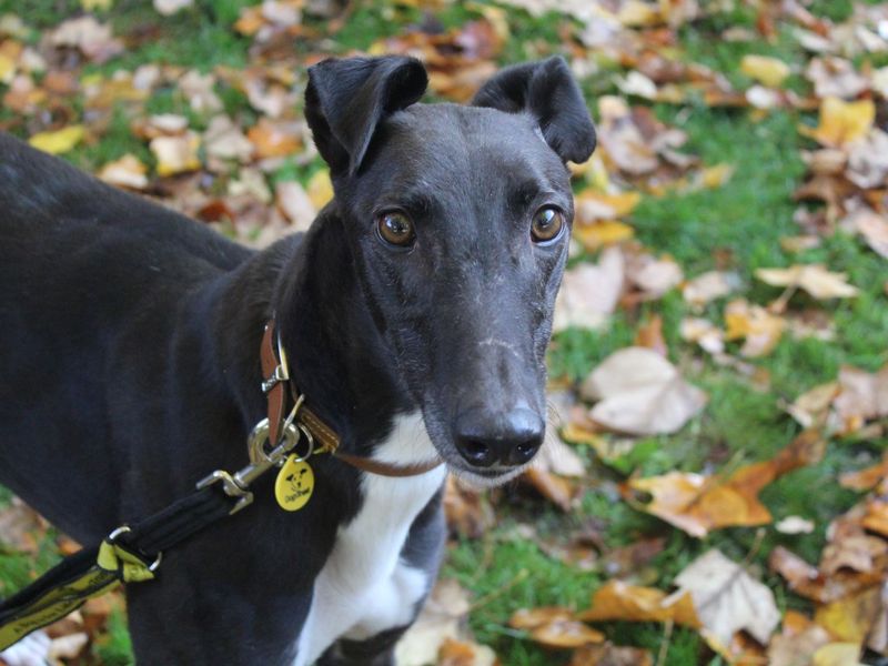 Greyhound for adoption in Glasgow, Scotland – 3 years old