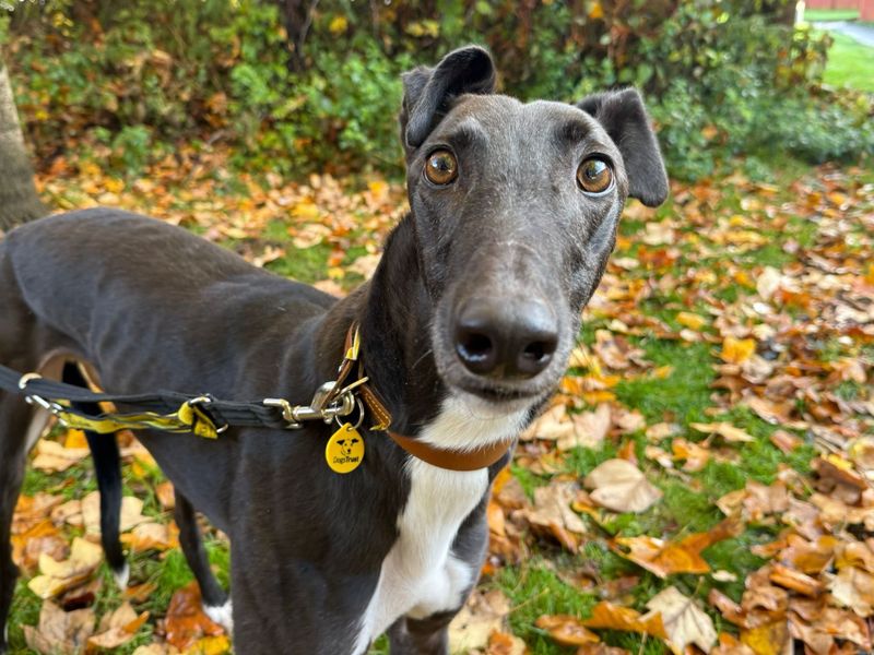 Greyhound for adoption in Glasgow, Scotland – 3 years old - Image 2 of 2