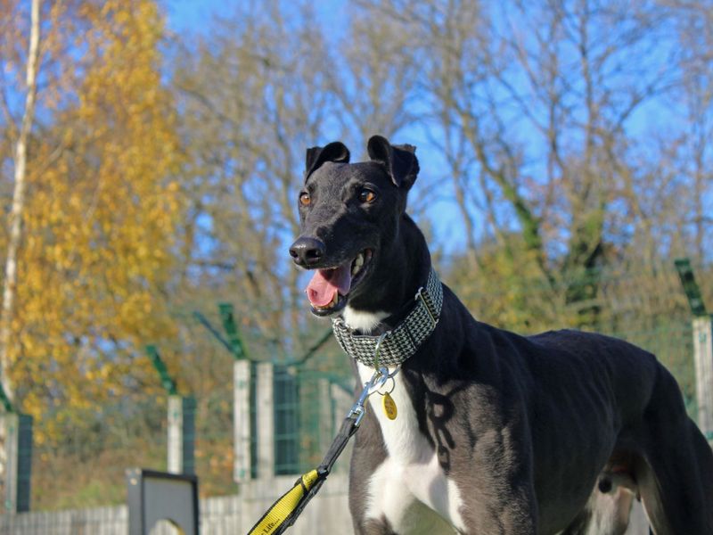 Swift | Greyhound | Glasgow - 1