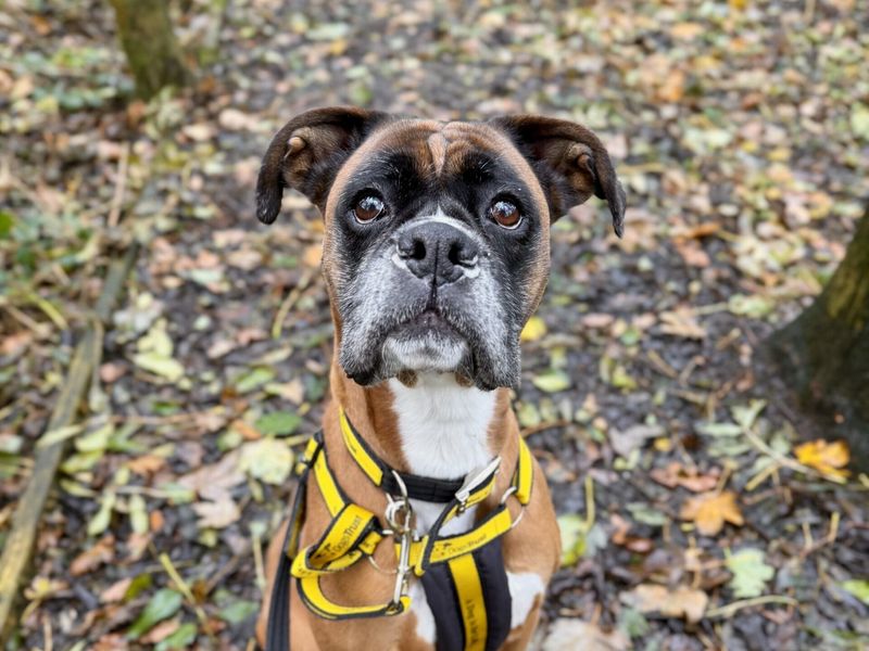 Boxer for adoption in Ballymena, Co Antrim – 6 years old