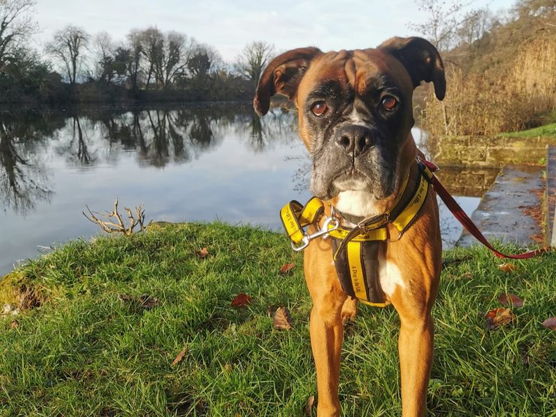 Boxer for adoption in Ballymena, County Antrim – 7 years old - Image 3 of 3