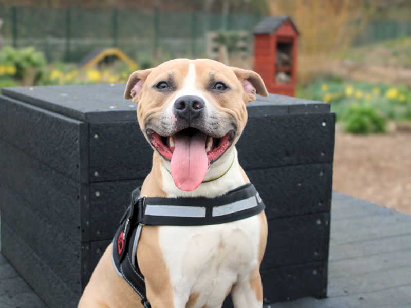 Oakley - Image 4 of 4