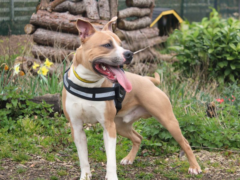 Oakley - Image 2 of 4