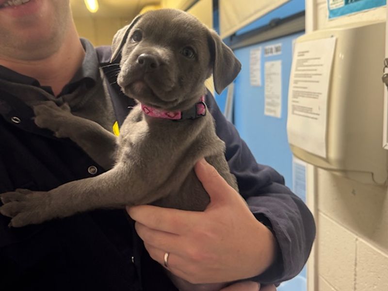 Cane Corso for adoption in Leeds, Yorkshire – 9 weeks old