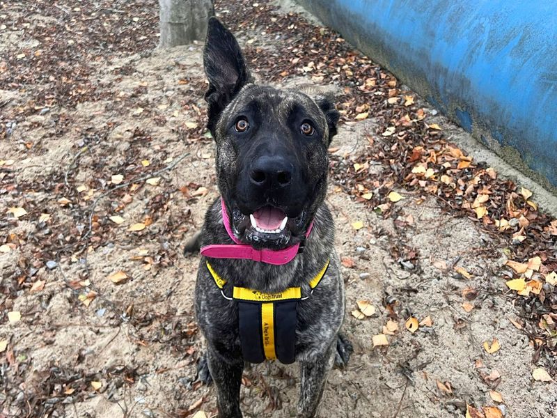 Cane Corso for adoption in Uxbridge, London – 9 months old - Image 2 of 4