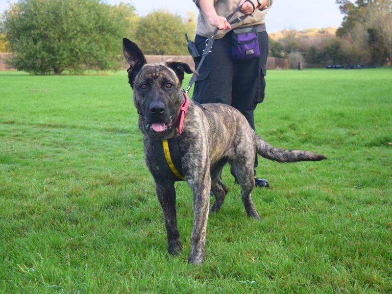 Cane Corso for adoption in Uxbridge, London – 9 months old - Image 3 of 4