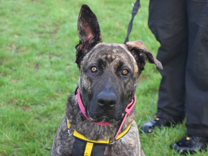 German Shepherd for adoption in Uxbridge, London – 9 months old