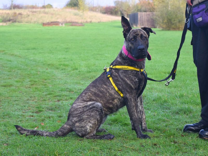 Cane Corso for adoption in Uxbridge, London – 9 months old - Image 4 of 4