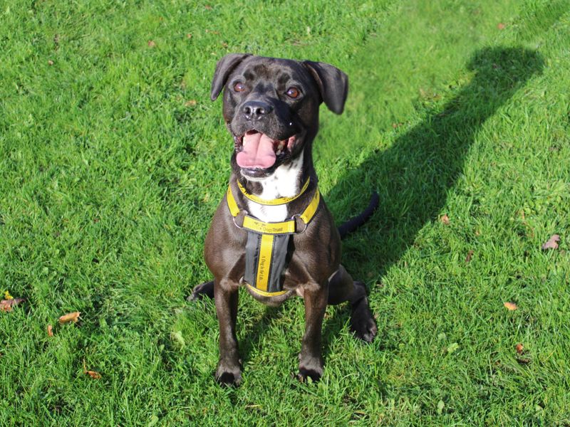 French Bulldog for adoption in Liverpool, Merseyside – 4 years old