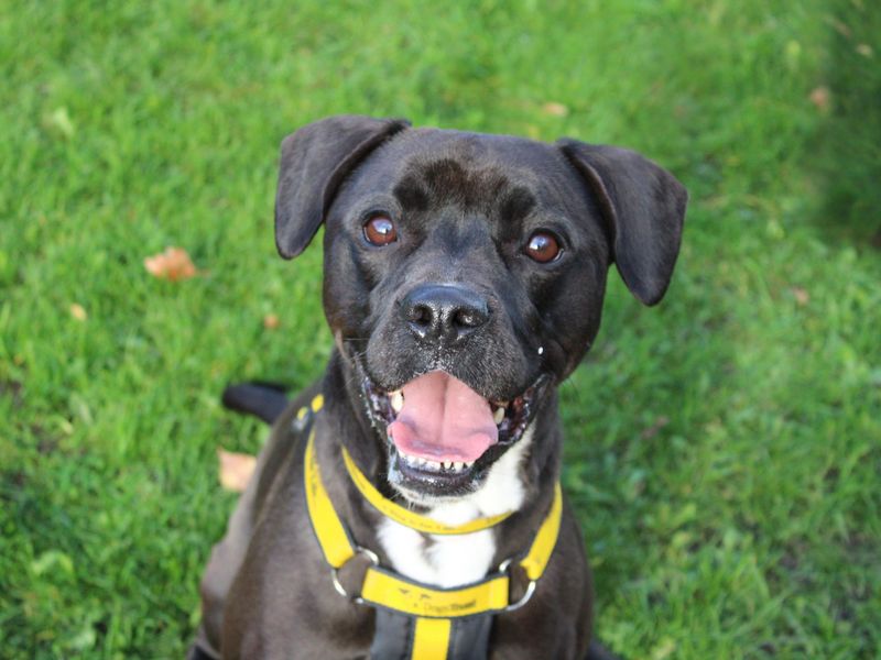 Max, a 4 years old male Crossbreed available for adoption from Dogs Trust in Merseyside, Liverpool