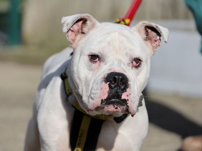 English Bulldog for adoption in Leeds, West Yorkshire – 2 years old - Image 2 of 3