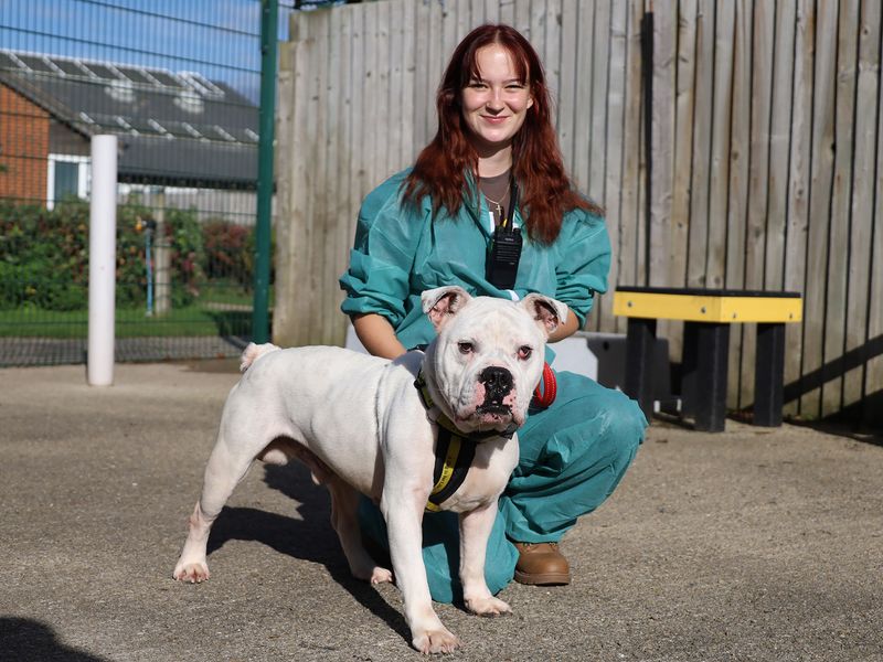 English Bulldog Dogs And Puppies For Adoption