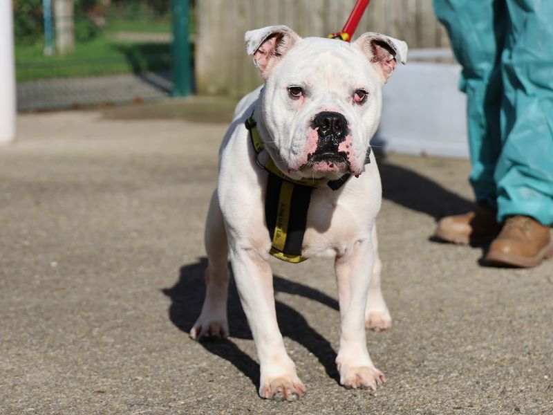 English Bulldog for adoption in Leeds, West Yorkshire – 2 years old - Image 3 of 3