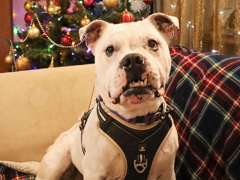 Polo, a 4 years old male Bulldog available for adoption from Dogs Trust in Leeds, West Yorkshire