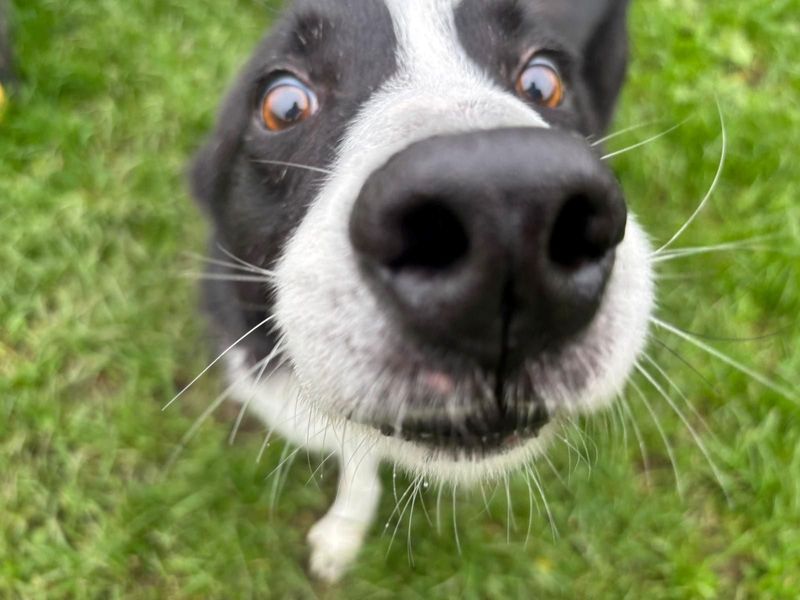 Border Collie for adoption in West Calder, West Lothian – 10 years old